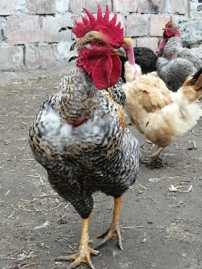 Matejev Konak Susara المظهر الخارجي الصورة